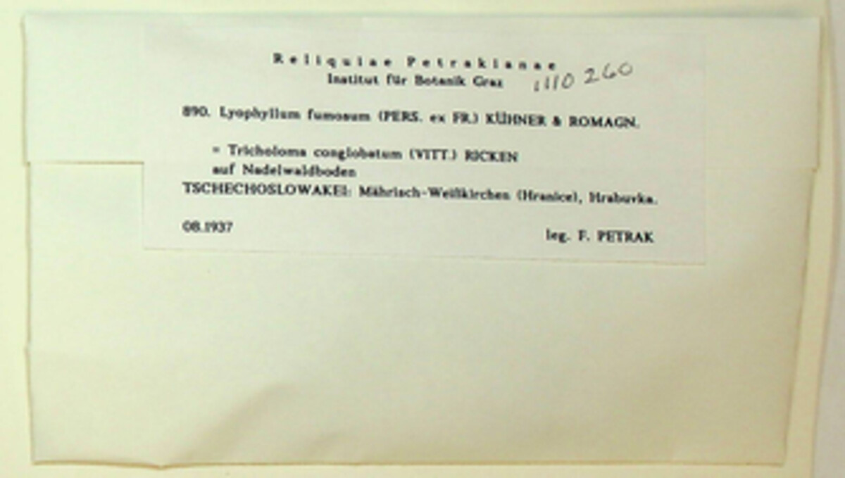 Lyophyllum decastes image